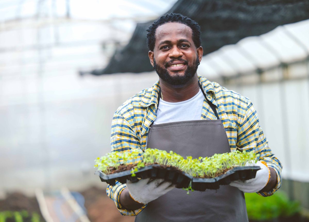 black worker farmer agriculture working in plant nursery greenho