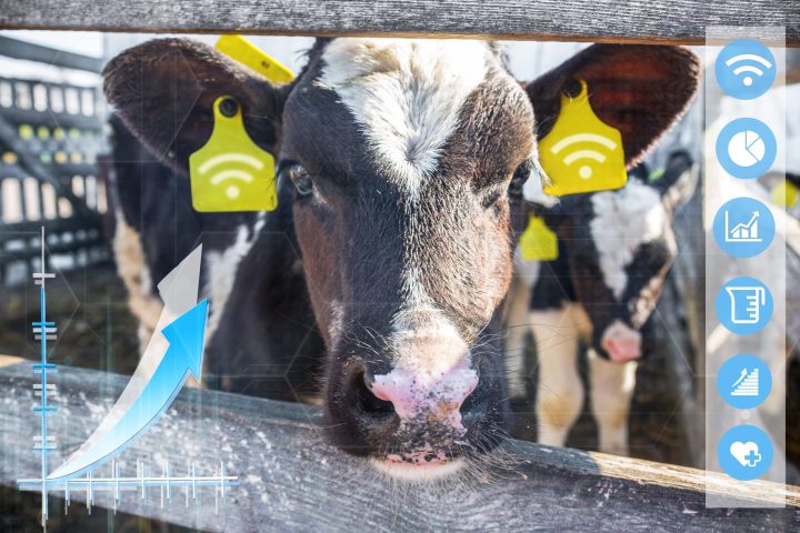 Agritech concept showing a wireless application for a smartphone and reading data from cows via Wi-Fi, digital technologies in agriculture and animal husbandry