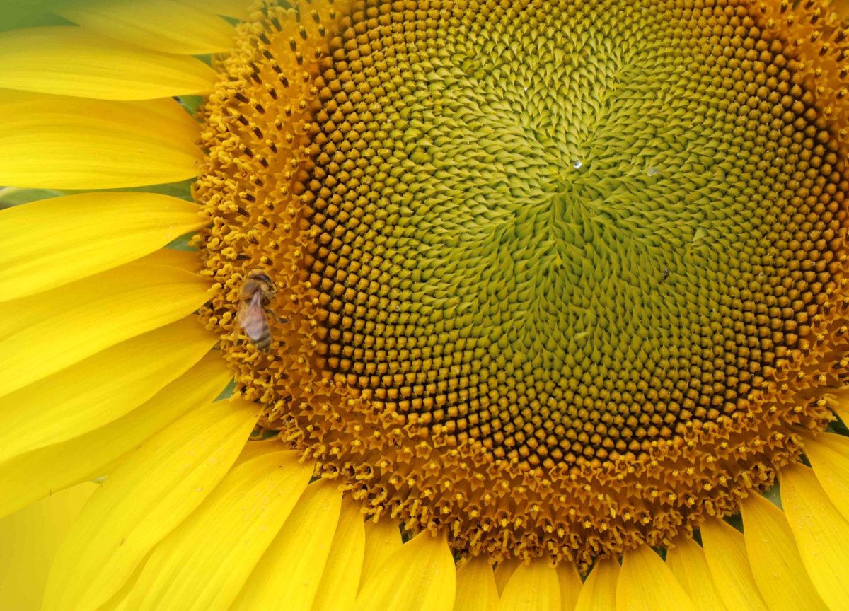 sunflower donate