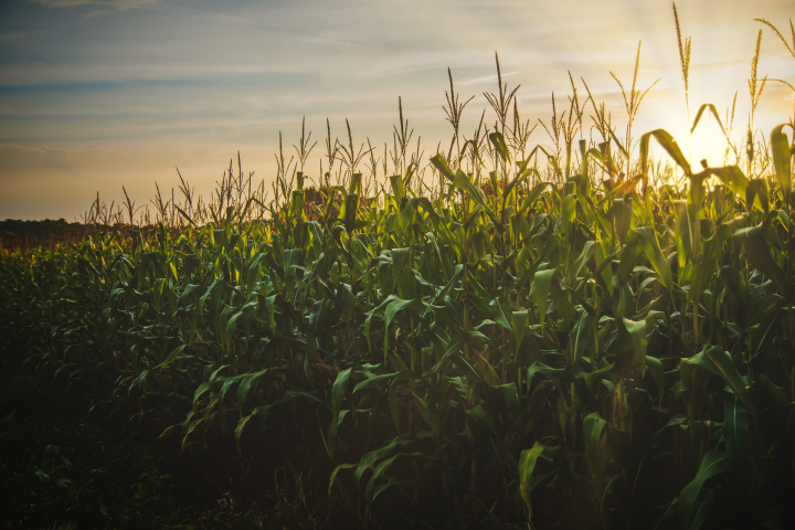 Food Ag Lab The Future of Corn (8.5 x 5.5 in)