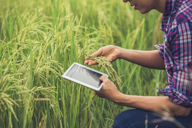farmer-standing-rice-field-with-tablet_1150-6062